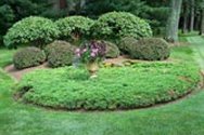 Lawn image