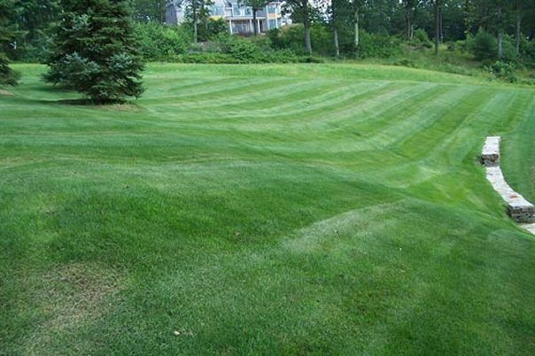 Lawn image.